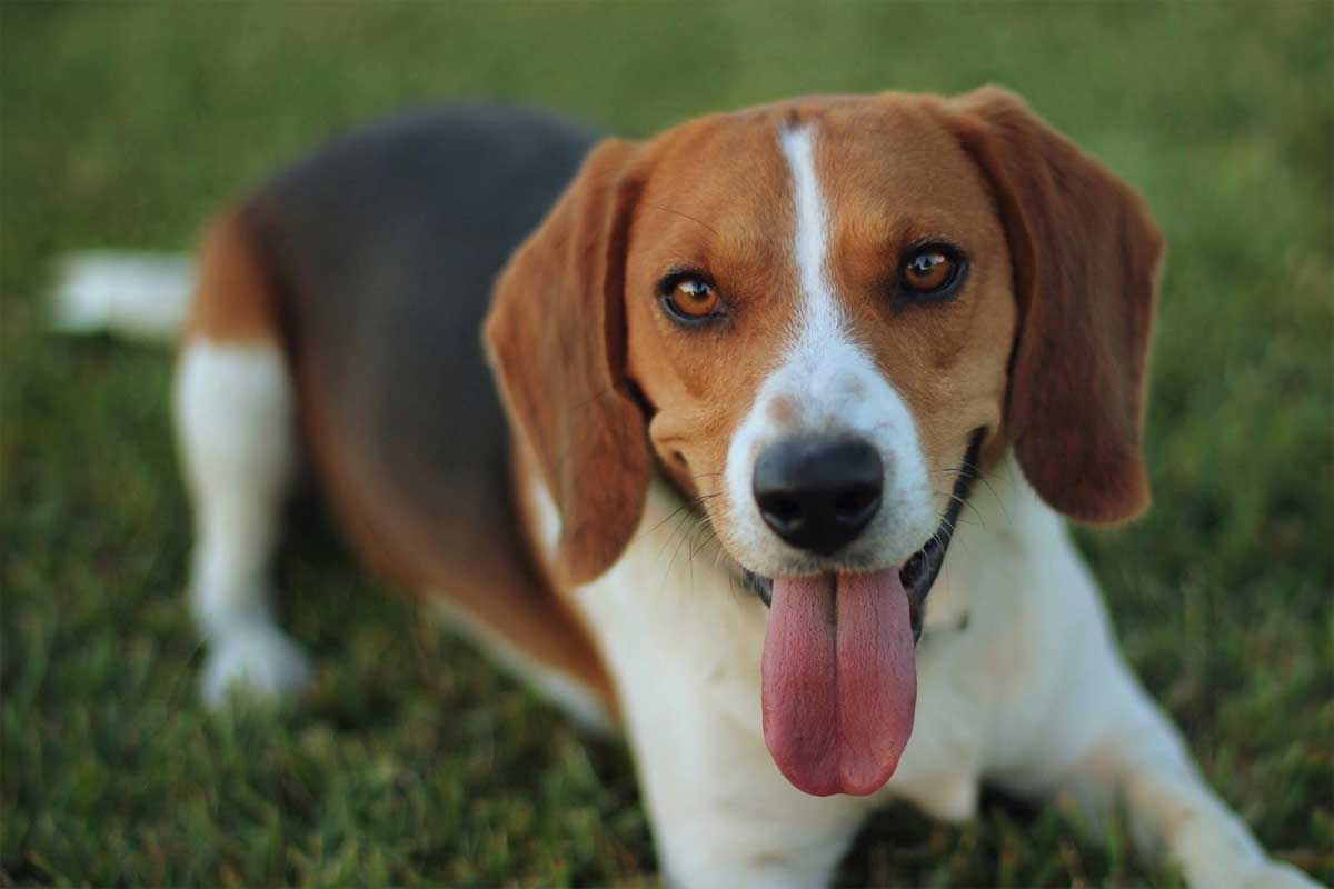 Beagle